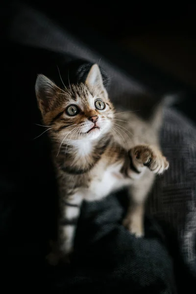 Cute Striped Brown Grey Kitten Bengal Look Playing — Stock Photo, Image