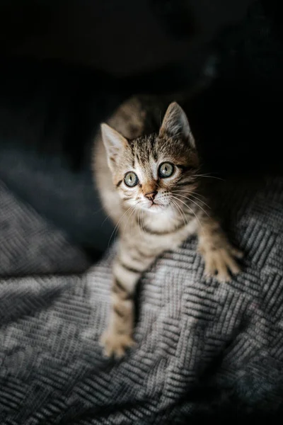 Bonito Listrado Marrom Cinza Gatinho Bengala Olhar Jogando — Fotografia de Stock