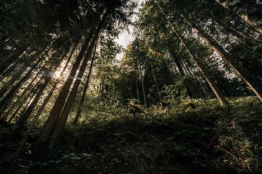 Karanlık bir ormanda ağaçların arasından parlayan güneşe bakıyorum. Eibsee, Garmisch-Partenkirchen, Almanya.