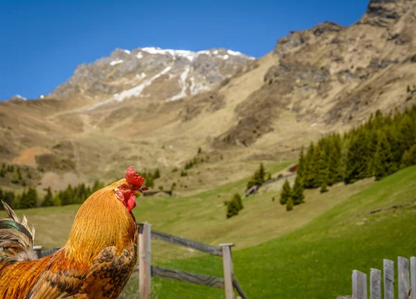 a red rooster isolated in a mountain village in the background