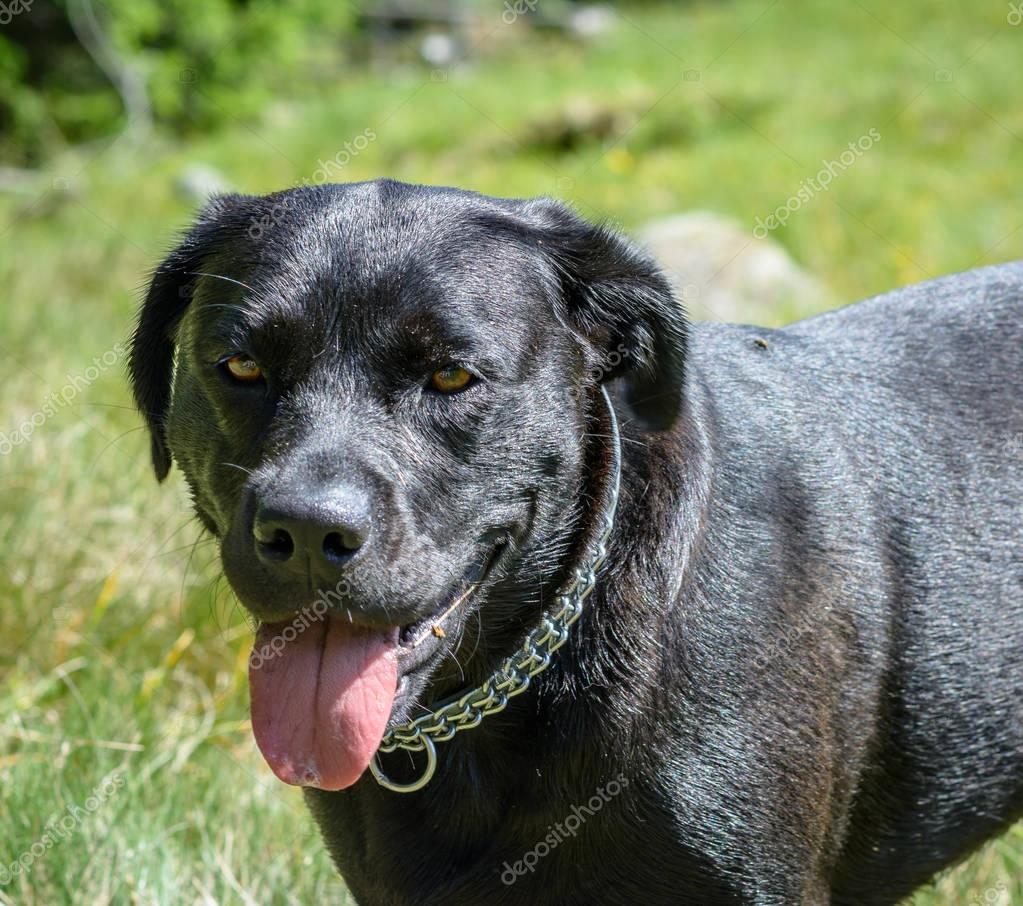 Schwarze Labrador Retriever Hund Portrait. Schöne große alte Hund