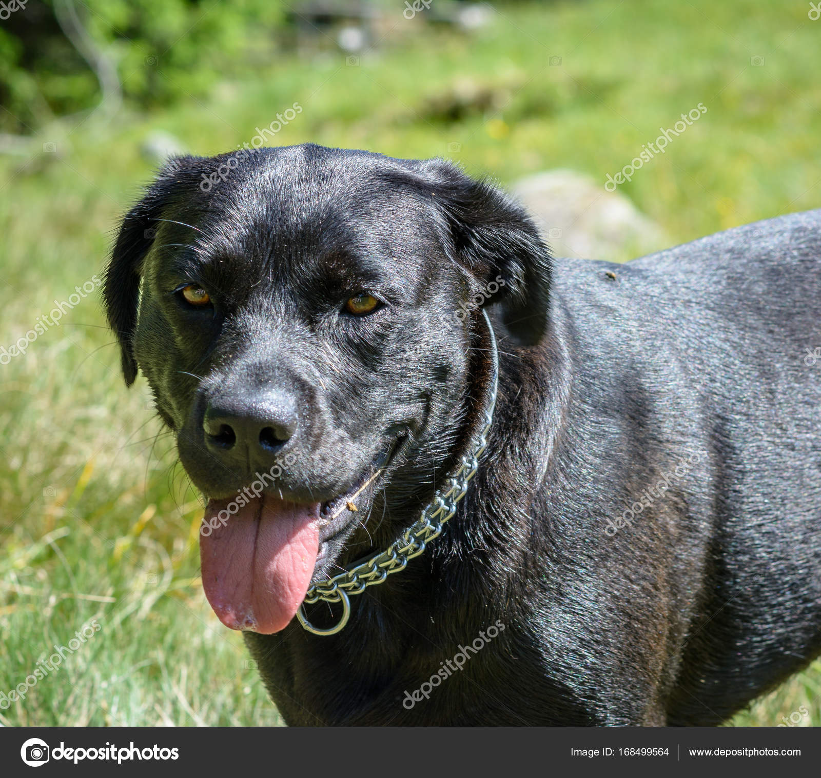 labrador retriever big dogs
