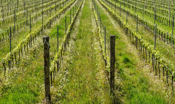 Vineyard in the vine growing region of Trentino Alto Adige, northern Italy. Vineyard in springtime.