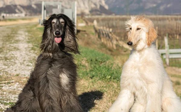 Two Afghan hounds. Portrait.The Afghan Hound is a hound that is distinguished by its thick, fine, silky coat .The breed was selectively bred for its unique features in the mountains of Afghanistan