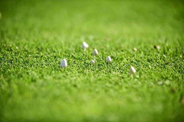 Cogumelos em um campo de golfe — Fotografia de Stock