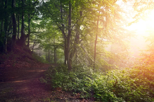 sonbahar renkli orman gündoğumu
