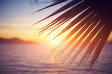 bir palmiye ağacının dalını