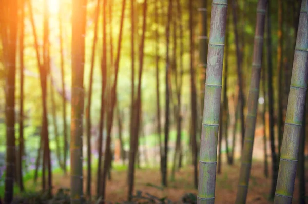 Bosque de bambú al atardecer — Foto de Stock