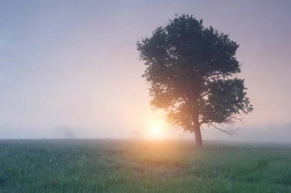 Baum im Nebel bei Sonnenaufgang — Stockfoto