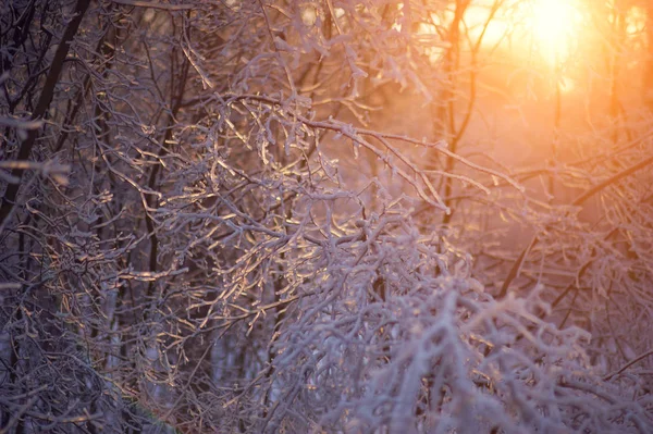 gün batımında buzlu dalları