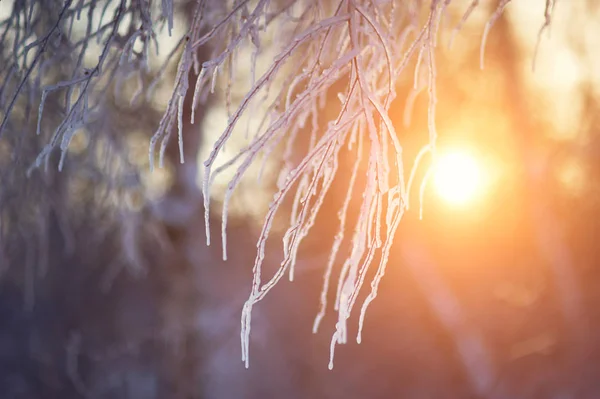 Eisige Äste bei Sonnenuntergang — Stockfoto