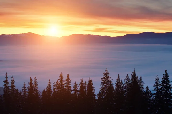 Zima góry i jodły na zachód słońca nad chmurami — Zdjęcie stockowe