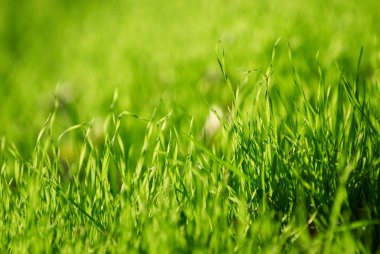 Taze yeşil çim yakın kadar seçici odak