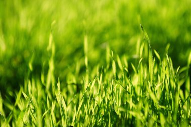 Taze yeşil çim yakın kadar seçici odak