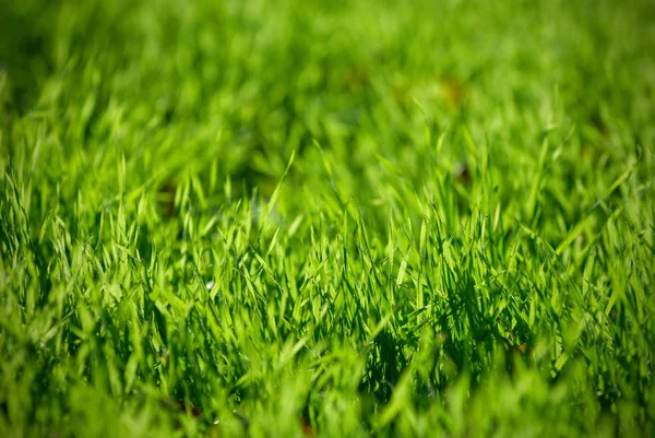 Frisches grünes Gras aus nächster Nähe, selektiver Fokus — Stockfoto