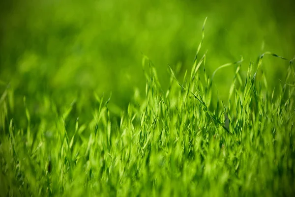 Grama verde fresca perto, foco seletivo — Fotografia de Stock