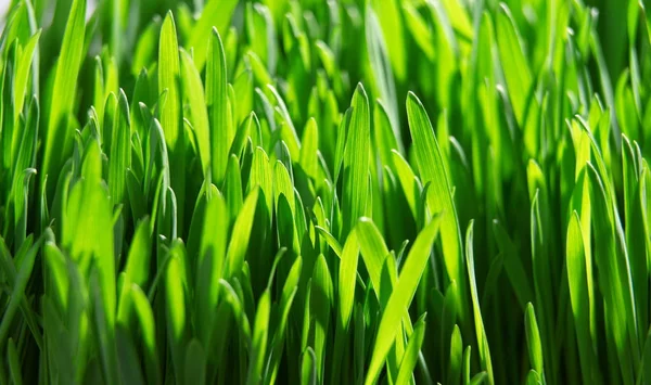 Frisches grünes Gras aus nächster Nähe, selektiver Fokus — Stockfoto