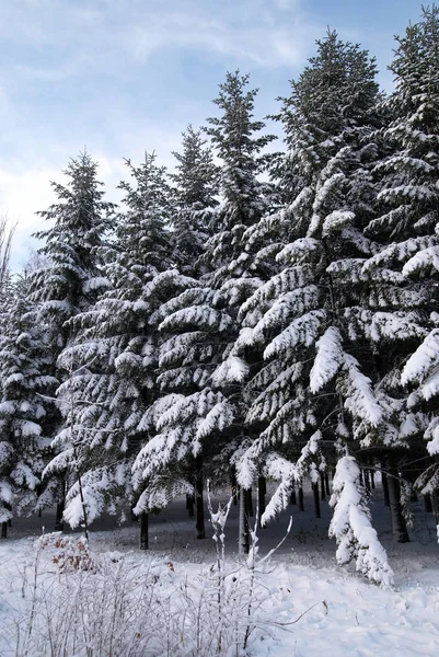 겨울 눈 속에서 전나무 나무 — 스톡 사진