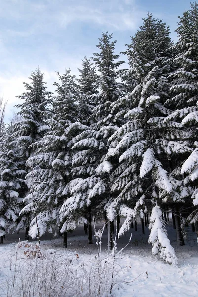 Árvores de abeto no inverno neve — Fotografia de Stock