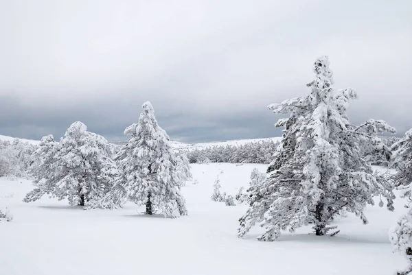 Árvores de abeto no inverno neve — Fotografia de Stock