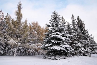 Kışın kar karışık orman
