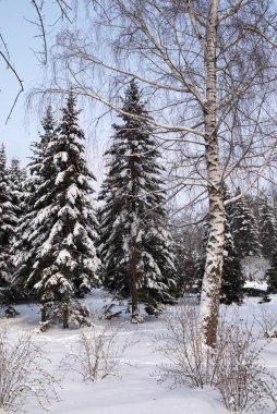 Kışın kar karışık orman