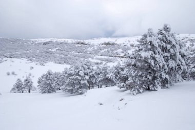 Çam ağaçları kış karda