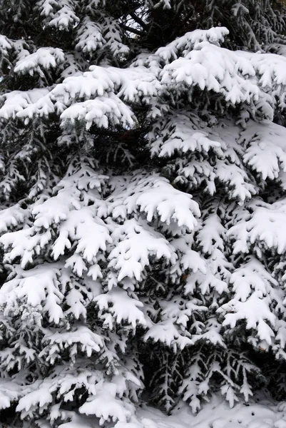Árvores de abeto no inverno neve — Fotografia de Stock