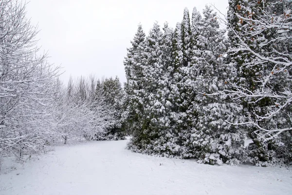 Смешанный лес в зимний снег — стоковое фото