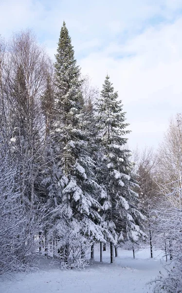 Floresta mista na neve de inverno — Fotografia de Stock