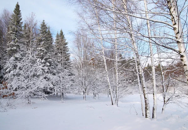 Floresta mista na neve de inverno — Fotografia de Stock