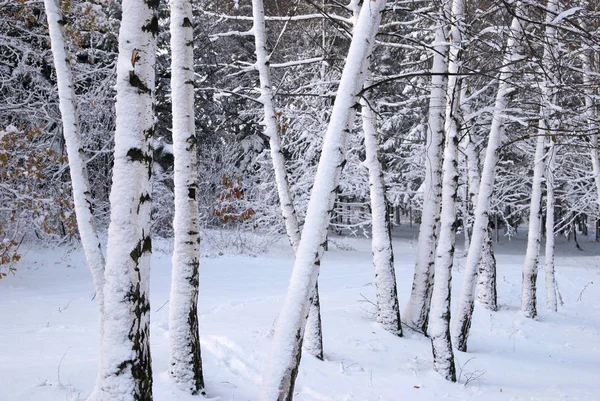Τα δέντρα σημύδων σε χιόνι το χειμώνα — Φωτογραφία Αρχείου
