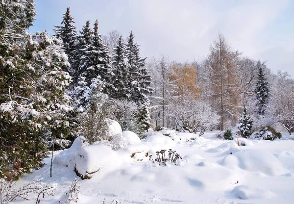 Floresta mista na neve de inverno — Fotografia de Stock