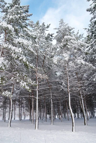 Pine bomen in de wintersneeuw — Stockfoto