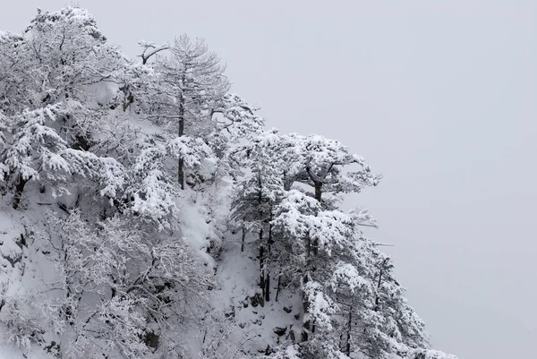Pinheiros em neve de inverno em nevoeiro — Fotografia de Stock
