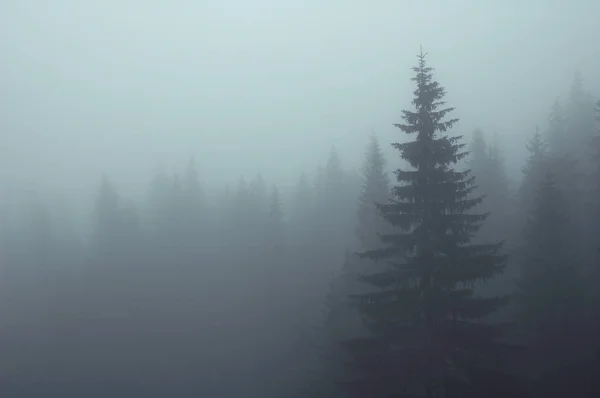 Nevoeiro enevoado na floresta de abeto na montanha — Fotografia de Stock