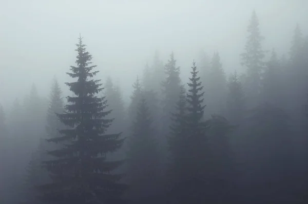 Mglisty mgła w las jodłowy na górze — Zdjęcie stockowe