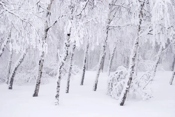Березы в зимний снег — стоковое фото