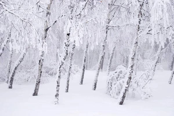 Berkenbomen in de wintersneeuw — Stockfoto