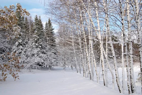 Смешанный лес в зимний снег — стоковое фото