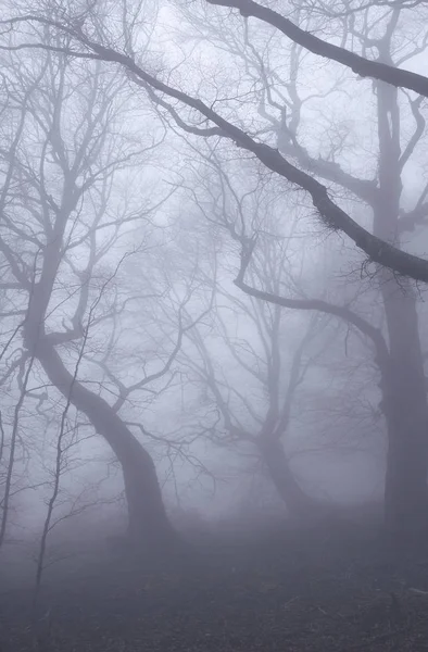 Mglisty mgła w bukowych lasów liściastych na górze — Zdjęcie stockowe