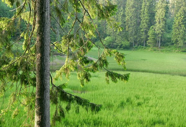 Coniferous Fir Forest and green grass — Stock Photo, Image