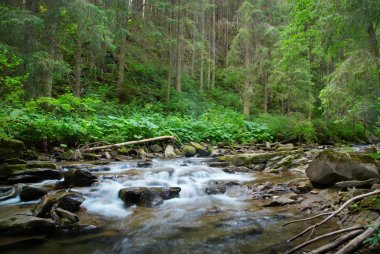 Dağ nehri yeşil ormandan akıyor. Ormanda akarsu.