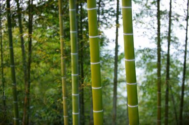 Çin'deki Yeşil Bambu ormanı