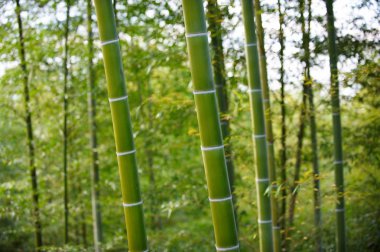 Çin'deki Yeşil Bambu ormanı