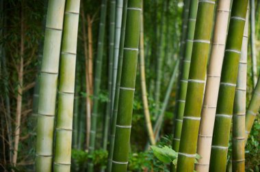 Çin'deki Yeşil Bambu ormanı