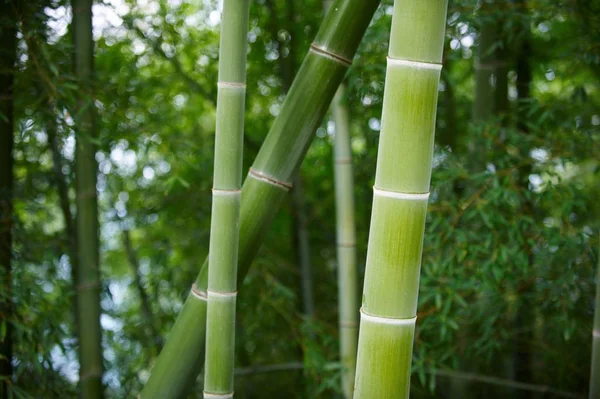 Çin'deki Yeşil Bambu ormanı