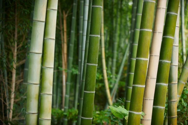 Çin'deki Yeşil Bambu ormanı