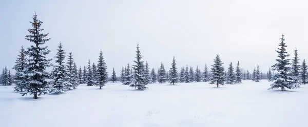 Árvores de abeto no inverno neve — Fotografia de Stock