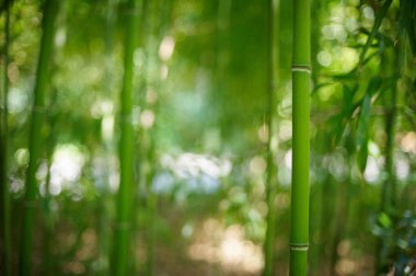 Çin'deki Yeşil Bambu ormanı